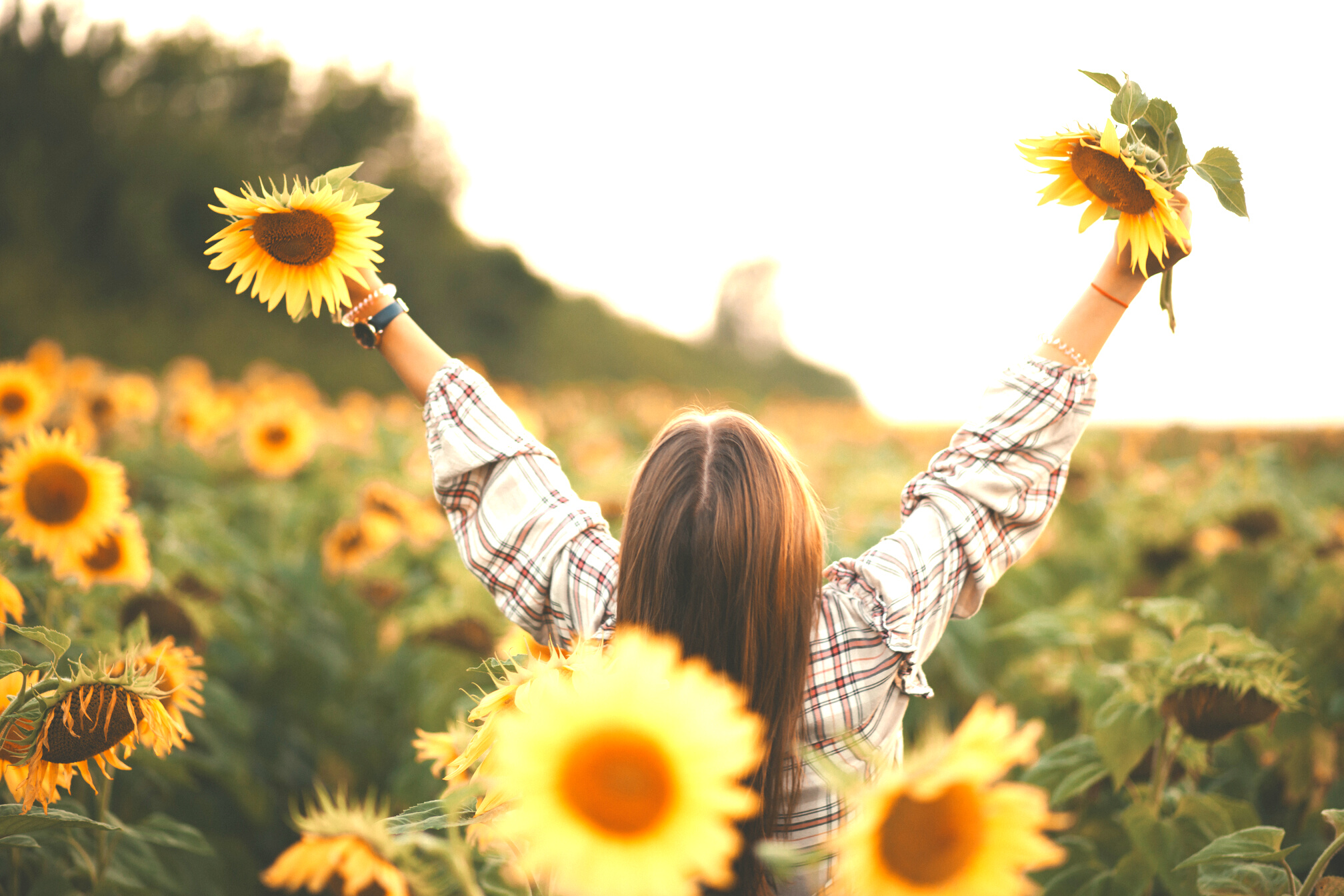 Back View of a Woman Holding Two Sunflowers